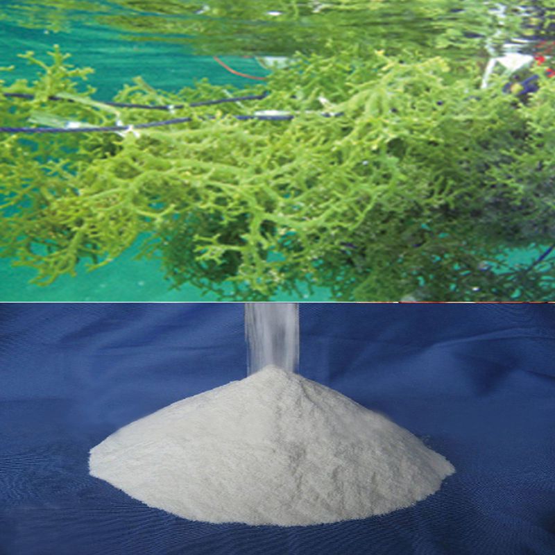 Food Additives Carrageenan Powder CAS 11114-20-8 Food Grade Kappa  Carrageenan